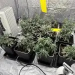 Sticky orange /double grape / first grow