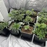 Sticky orange /double grape / first grow