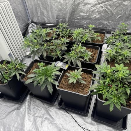 Sticky orange /double grape / first grow