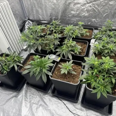 Sticky orange /double grape / first grow