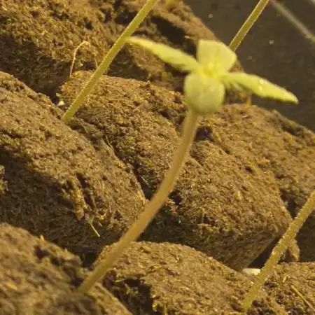 GreezysBudHouseXBrumPharmacy