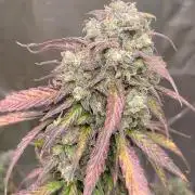 Strawberry Gorilla
