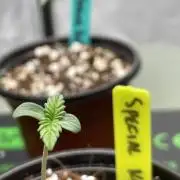 SPECIAL Kush #1 Afghan x Kush