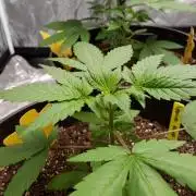 SPECIAL Kush #1: Afghan x Kush