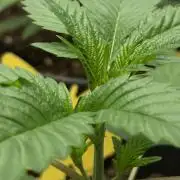 PGC: Ghost OG X Candyland Purple