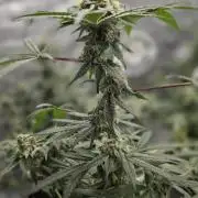 Tropicana Cookies Purple