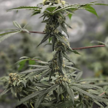 Tropicana Cookies Purple