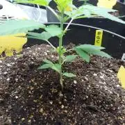 PGC: Ghost OG X Candyland Purple