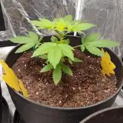 SPECIAL Kush #1: Afghan x Kush