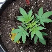 Tropicana Cookies Purple