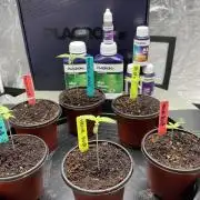 Tropicana Cookies Purple