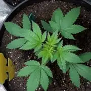 SPECIAL Kush #1: Afghan x Kush