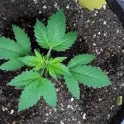 PGC: Ghost OG X Candyland Purple