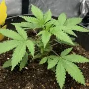 Tropicana Cookies Purple