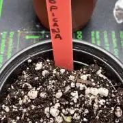 Tropicana Cookies Purple