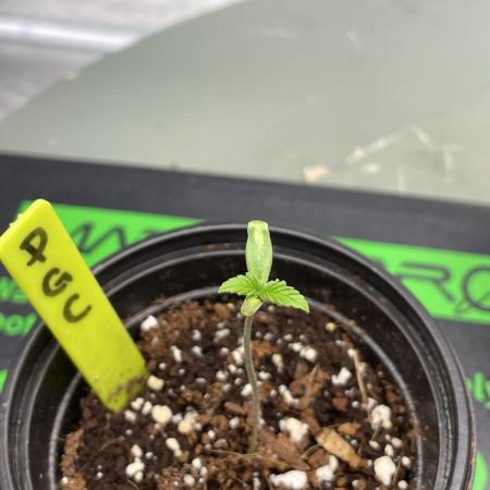 PGC: Ghost OG X Candyland Purple