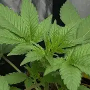 SPECIAL Kush #1: Afghan x Kush