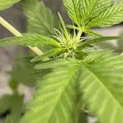 SPECIAL Kush #1: Afghan x Kush