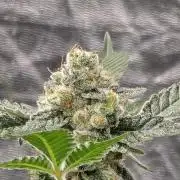 PGC: Ghost OG X Candyland Purple