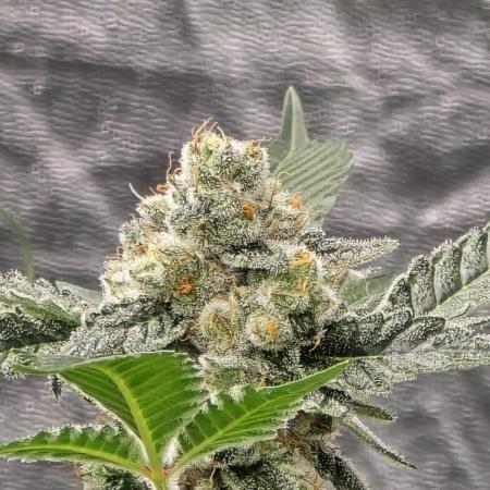 PGC: Ghost OG X Candyland Purple
