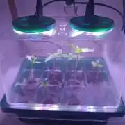 Third attempt