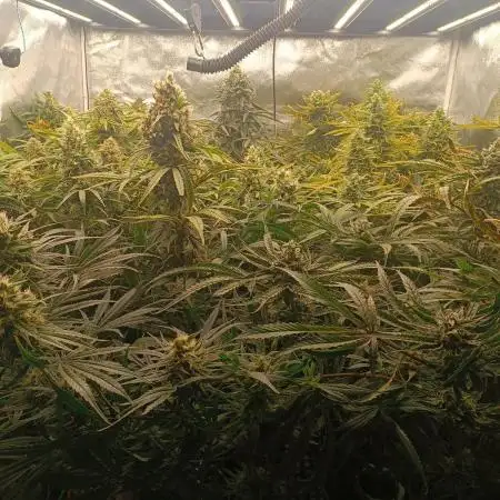 Second Grow