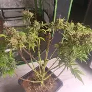 Second Grow