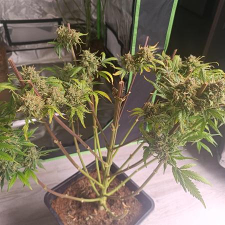 Second Grow