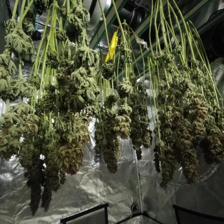 First GROW