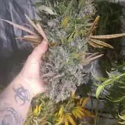Second Grow