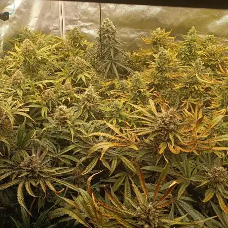 Second Grow