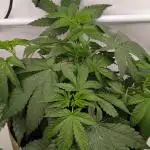 Ayahuasca purple/purple punch/purple urk