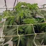 Ayahuasca purple/purple punch/purple urk