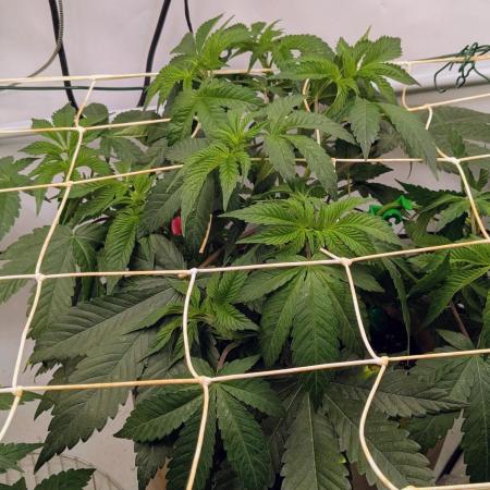 Ayahuasca purple/purple punch/purple urk