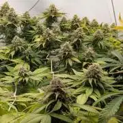 Ayahuasca purple/purple urkle/spacecooki