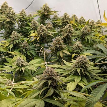 Ayahuasca purple/purple urkle/spacecooki