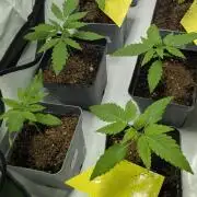 washingmachine/enemyofthestate/permanent