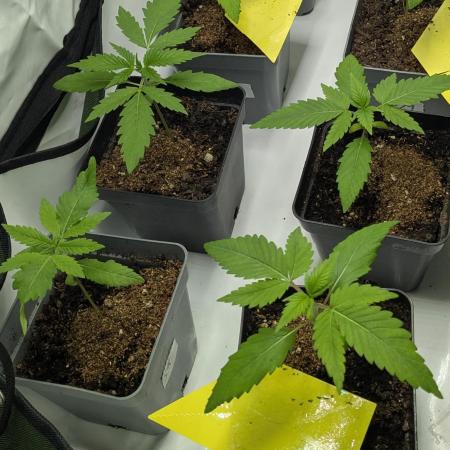 washingmachine/enemyofthestate/permanent