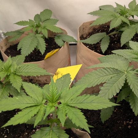 Ayahuasca purple/purple punch/purple urk