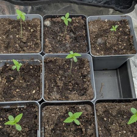 washingmachine/enemyofthestate/permanent