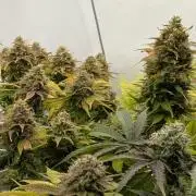 Ayahuasca purple/purple urkle/spacecooki