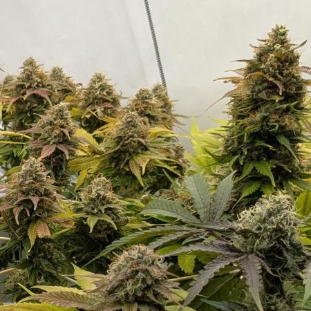 Ayahuasca purple/purple urkle/spacecooki