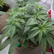 washingmachine/enemyofthestate/permanent