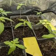 washingmachine/enemyofthestate/permanent