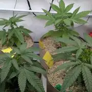 washingmachine/enemyofthestate/permanent