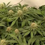 Ayahuasca purple/purple urkle/spacecooki