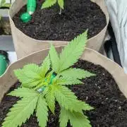 washingmachine/enemyofthestate/permanent