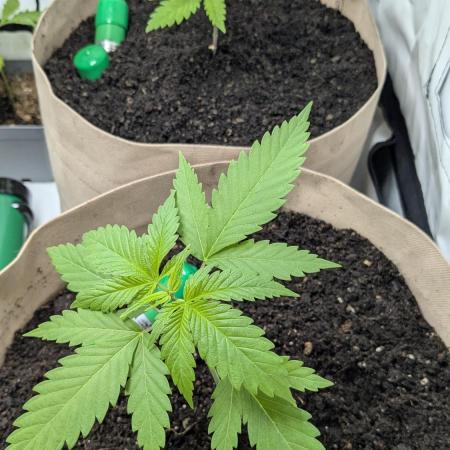 washingmachine/enemyofthestate/permanent