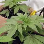 Ayahuasca purple/purple punch/purple urk