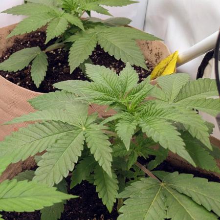 Ayahuasca purple/purple punch/purple urk